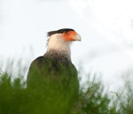 Crested Caracara